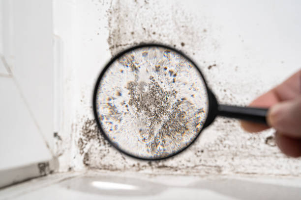 Best Mold Damage Restoration  in Lorane, PA